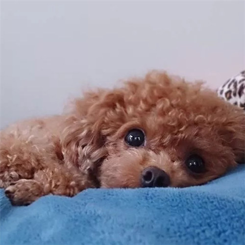 《姬魔恋战纪》周瑜的忠犬系男友！_游戏资讯-游民部落(gamecolg.com)
