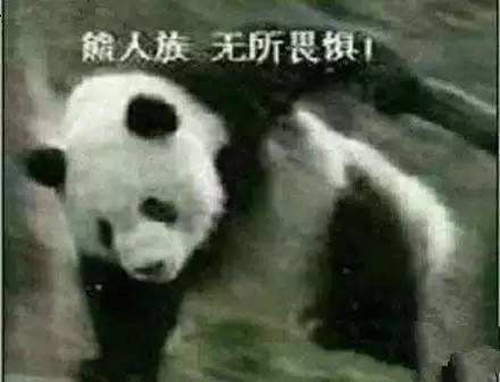 5月16《赤潮自走棋》再次更新——熊猫人永不为奴_游戏资讯-游民部落(gamecolg.com)