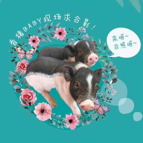CP23最佛系操作《小森生活》现场养猪?_游戏资讯-游民部落(gamecolg.com)