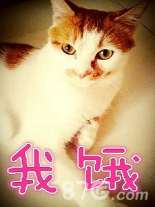 台球帝国等你来捕捉萌宠猫扑伴你过一夏_游戏资讯-游民部落(gamecolg.com)