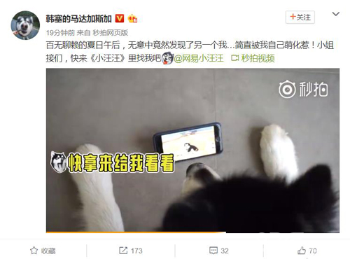韩寒爱宠马达卖萌推荐《小汪汪》手游可爱来袭_游戏资讯-游民部落(gamecolg.com)