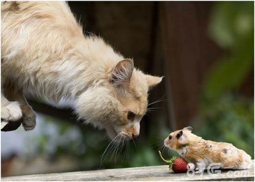 猫和老鼠手游角逐争霸赛最终代言人花落谁家_游戏资讯-游民部落(gamecolg.com)